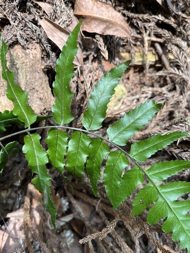 Diplazium fauriei (Diplazium fauriei)