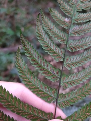 Diplazium fauriei (Diplazium fauriei)