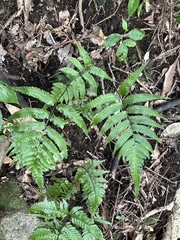 Diplazium fauriei (Diplazium fauriei)