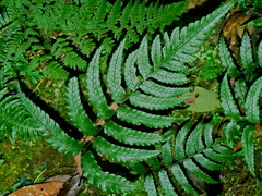 Diplazium fauriei (Diplazium fauriei)