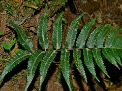 Diplazium fauriei (Diplazium fauriei)