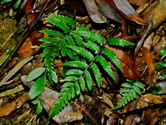 Diplazium fauriei (Diplazium fauriei)