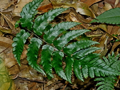 Diplazium fauriei (Diplazium fauriei)