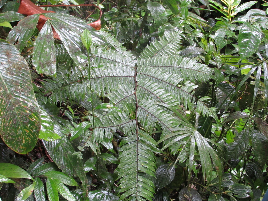 Diplazium gomezianum (Diplazium gomezianum)