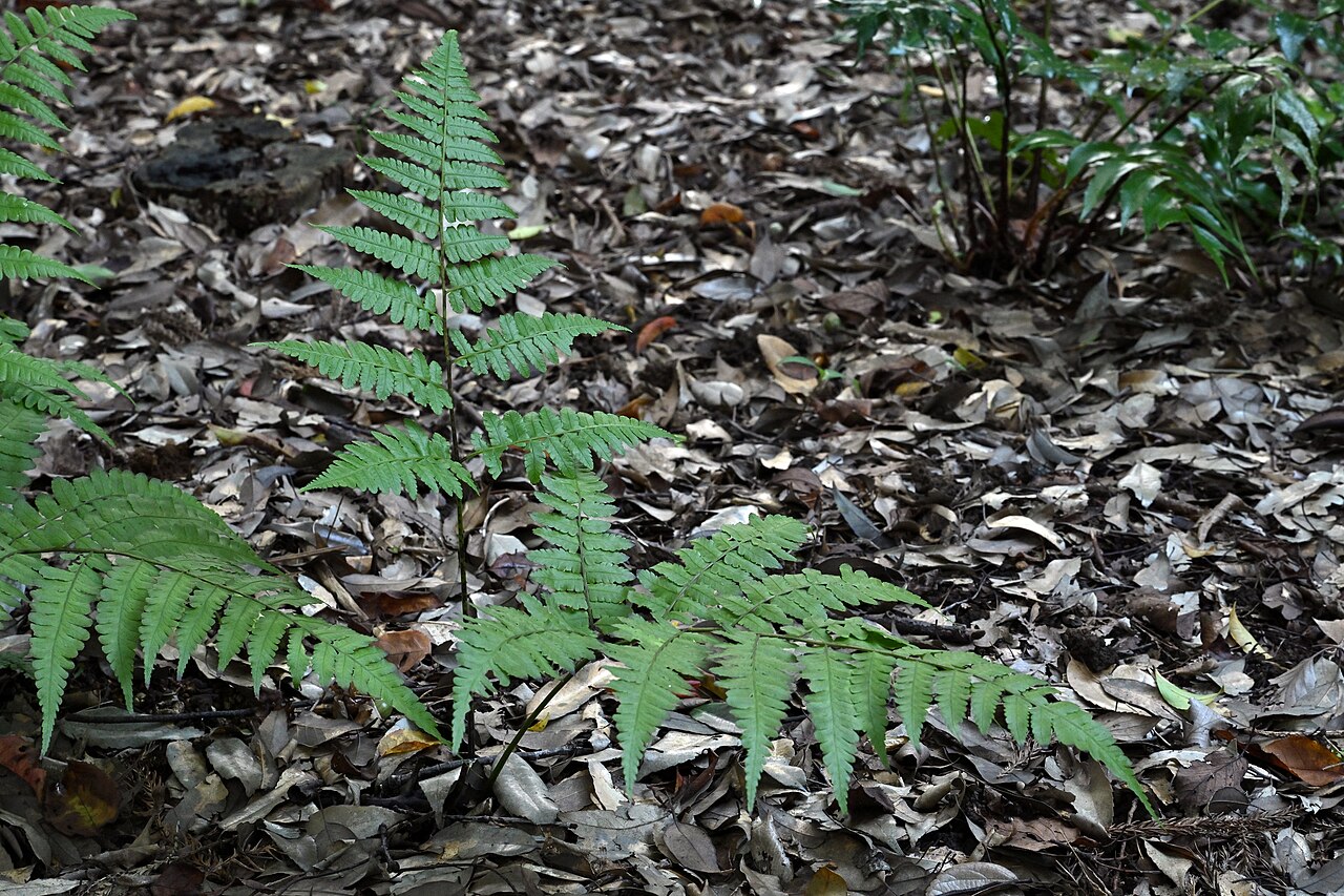 Diplazium hachijoense: シロヤマシダ(筑波実験植物園)