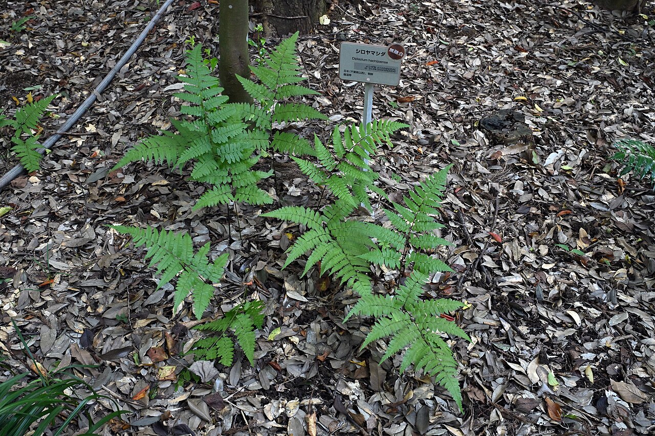 Diplazium hachijoense: シロヤマシダ(筑波実験植物園)