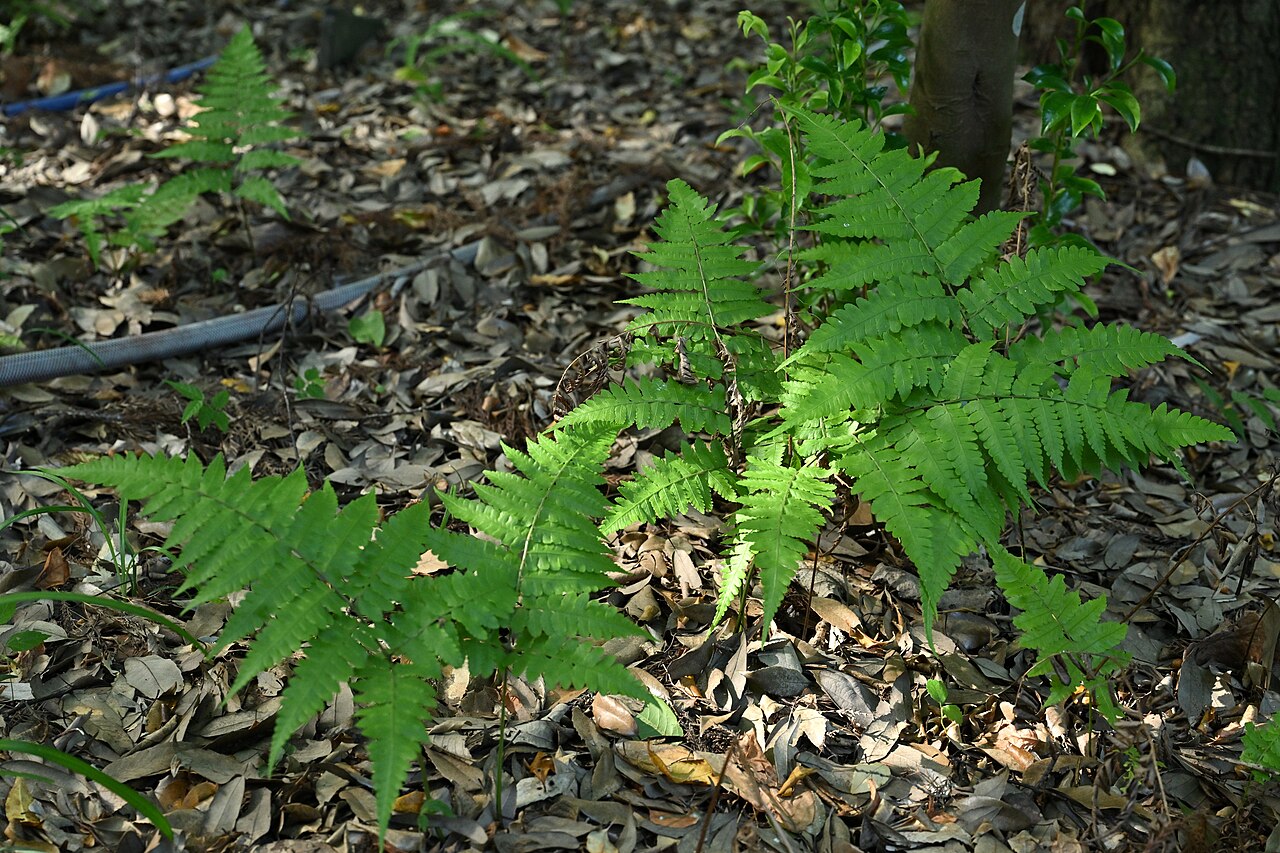 Diplazium hachijoense: シロヤマシダ(メシダ科、筑波実験植物園にて)
