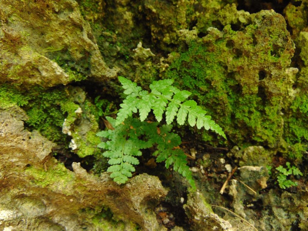 Governor Laffan's fern: A photograph of Diplazium laffanianum