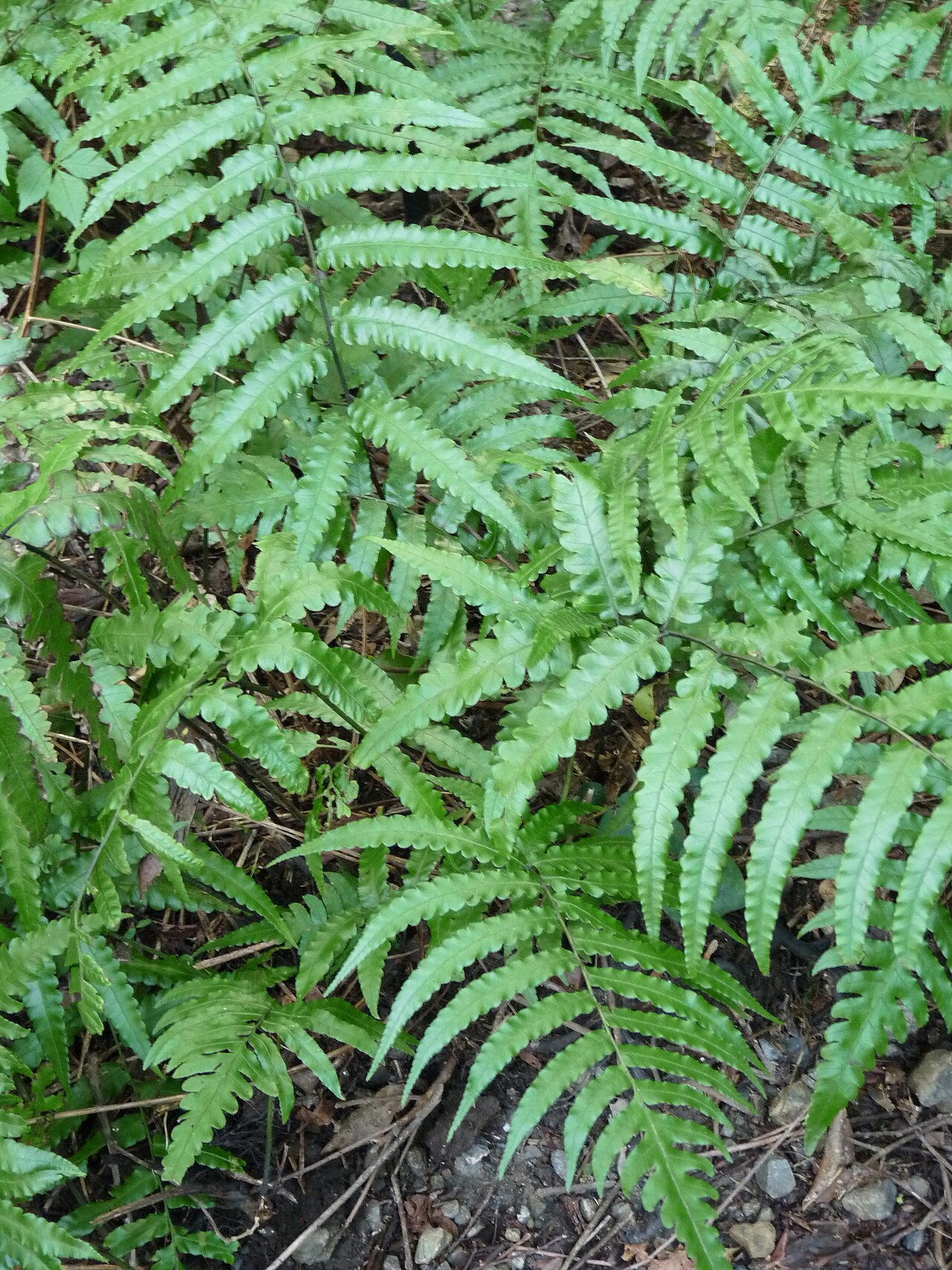 Diplazium laxifrons: Diplazium amamianum