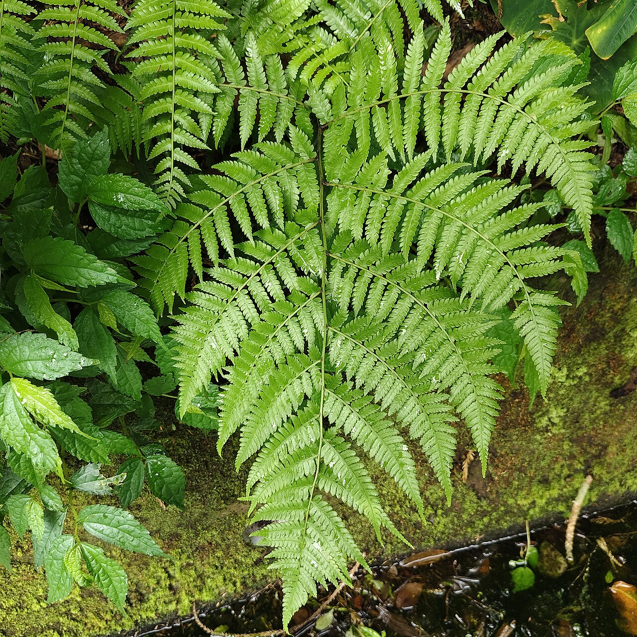 Diplazium laxifrons: 疏葉雙蓋蕨( Diplazium laxifrons )植株