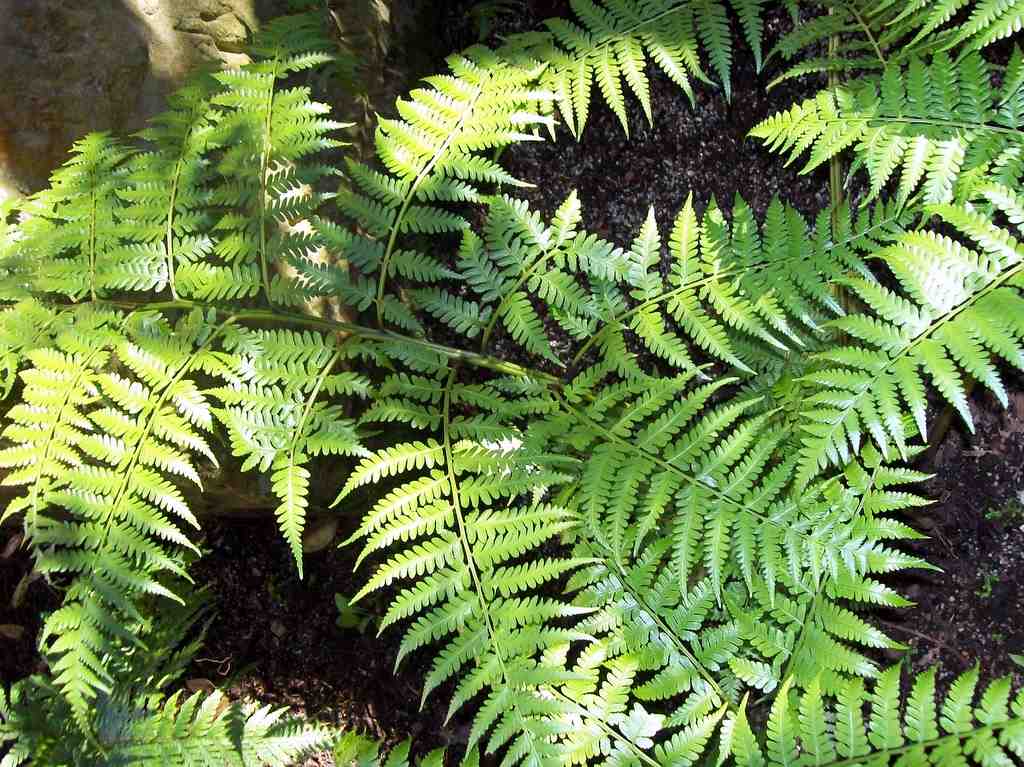 Diplazium melanochlamys: Diplazium melanochlamys at RBG Sydney