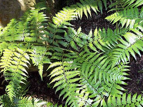 Diplazium melanochlamys: Diplazium melanochlamys at RBG Sydney