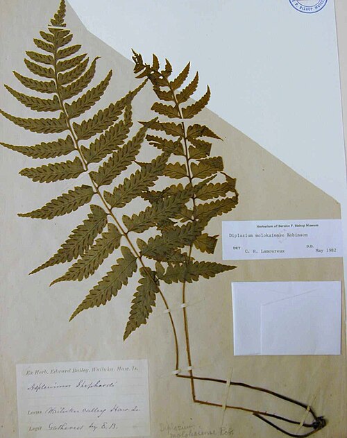 Molokai twinsorus fern: Diplazium molokaiense (BISH specimen). Location: Hawaii, unknown location