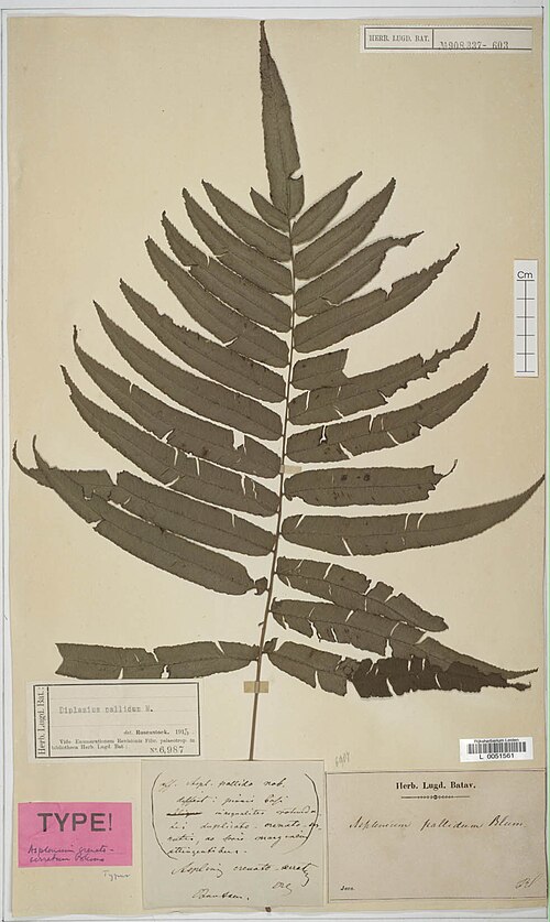 Diplazium pallidum: Diplazium pallidum (Asplenium crenato-serratum) L51561