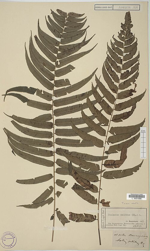 Diplazium pallidum: Diplazium pallidum (Asplenium pallidum, XT) L51560