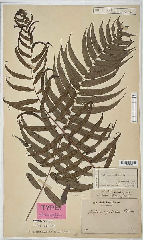 Diplazium pallidum: Diplazium pallidum (Asplenium pallidum, XT) L51559