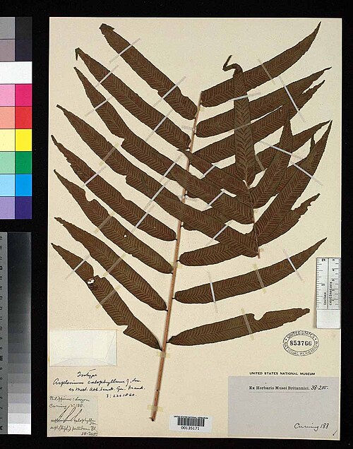 Diplazium pallidum: Diplazium pallidum (Asplenium calophyllum, IT) US135171