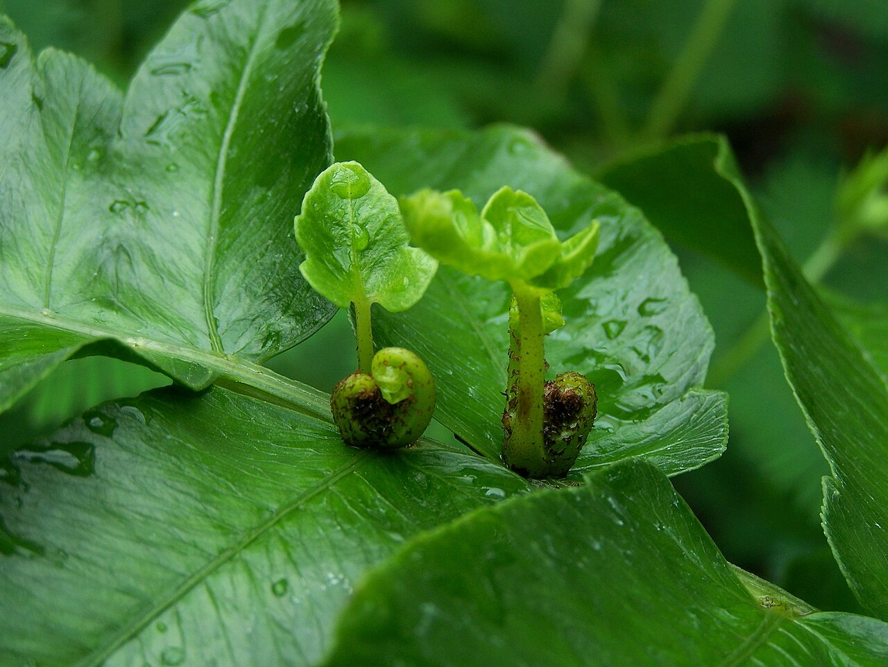 Diplazium proliferum: Species: Diplazium proliferum (Lam.) Thouars Common Name: Mother Fern