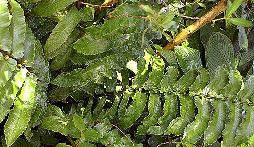 Diplazium proliferum: Location taken: the New York Botanical Garden. Names: Diplazium esculentum (Retz.) Sw., Vegetable Fer Classification: Plantae > Pteridophyta > Polypodiopsida >