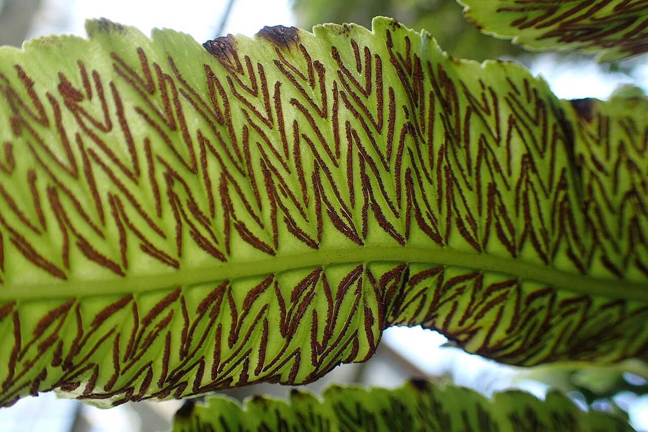Diplazium proliferum: Diplazium proliferum in botanical garden in Kraków
