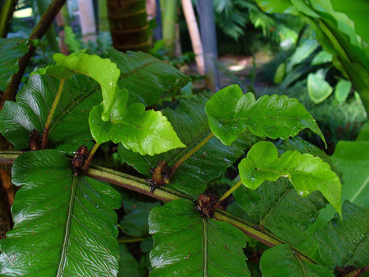 Diplazium proliferum: Diplazium proliferum , Woodsiaceae, Bulbils; Botanical Garden KIT, Karlsruhe, Germany.