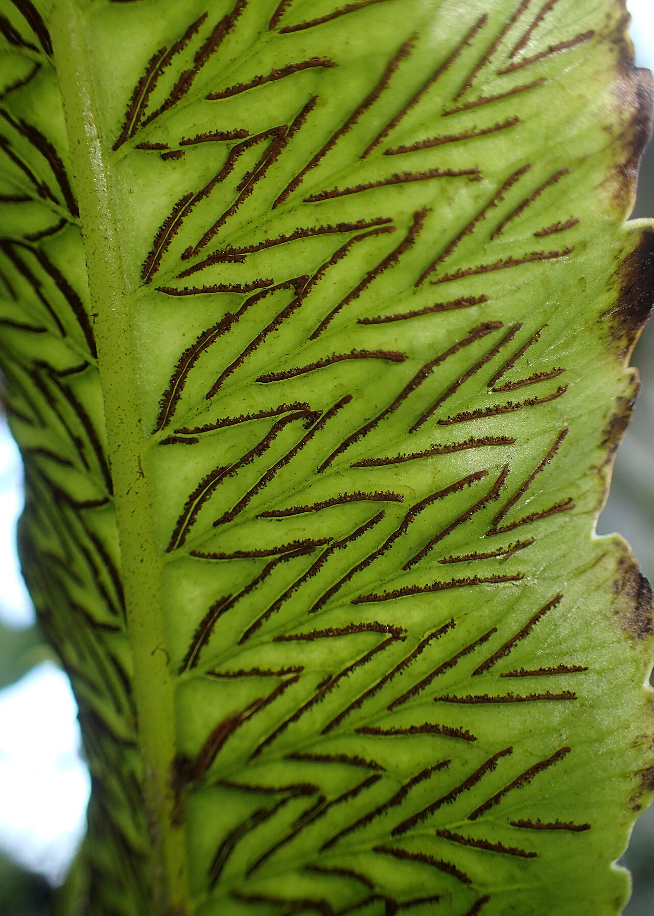 Diplazium proliferum: Diplazium proliferum in botanical garden in Kraków