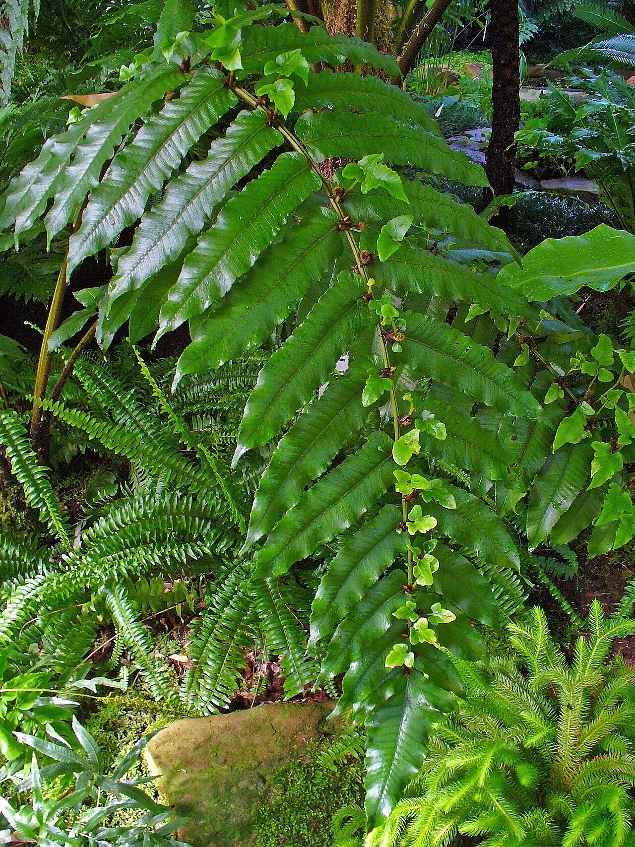 Diplazium proliferum: Diplazium proliferum , Woodsiaceae, Habitus; Botanical Garden KIT, Karlsruhe, Germany.
