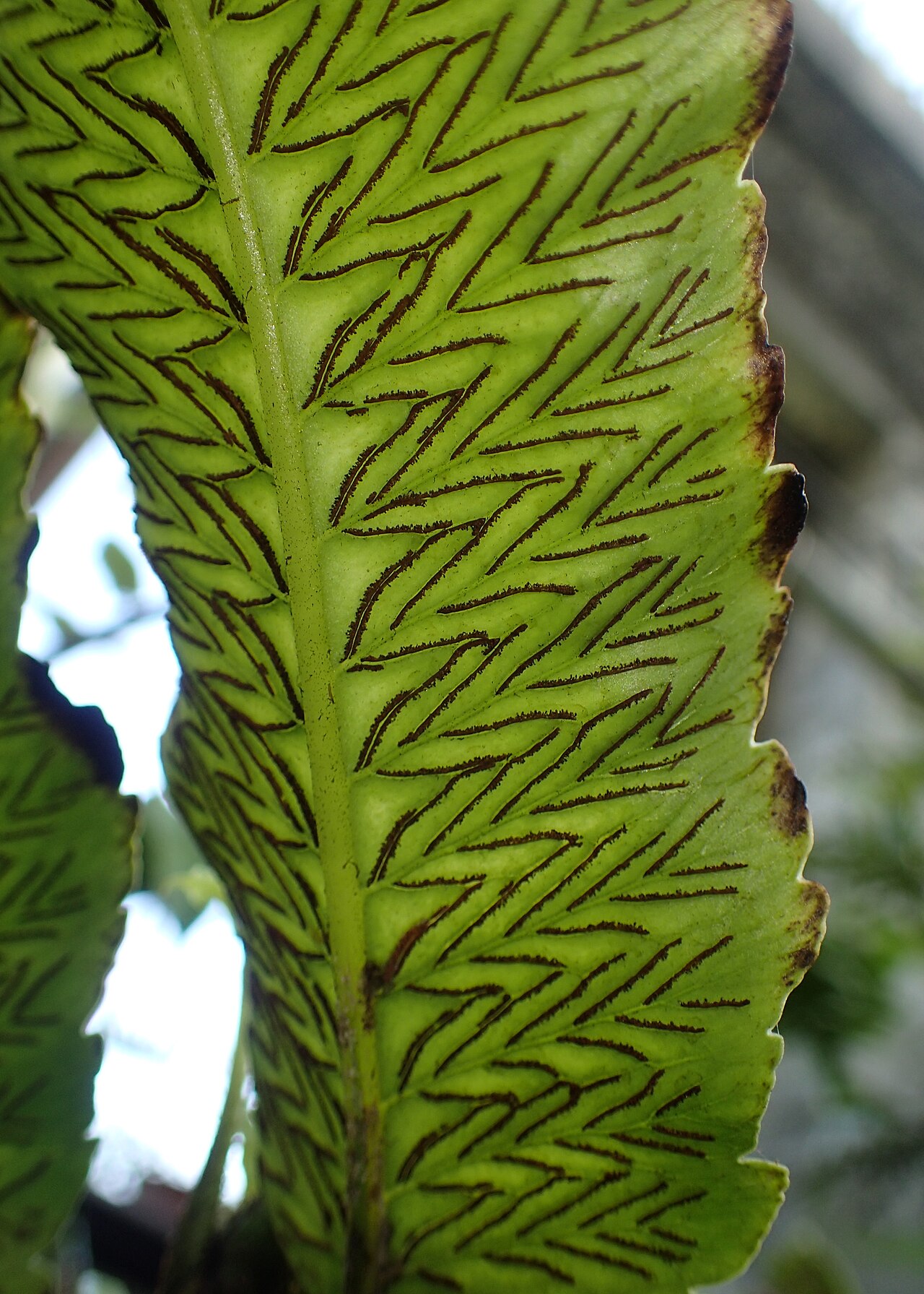 Diplazium proliferum: Diplazium proliferum in botanical garden in Kraków
