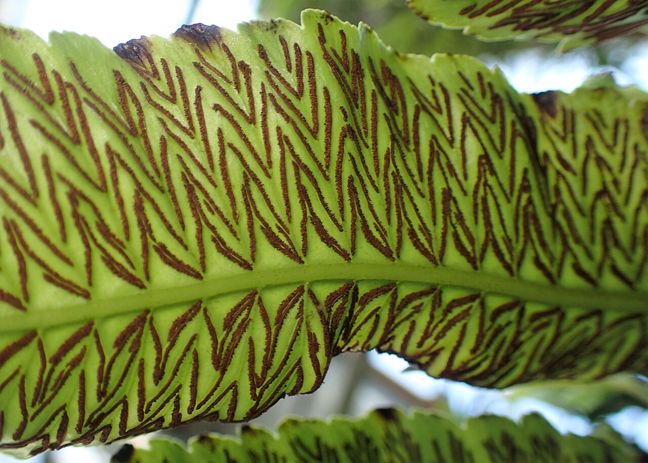 Diplazium proliferum: Diplazium proliferum in botanical garden in Kraków