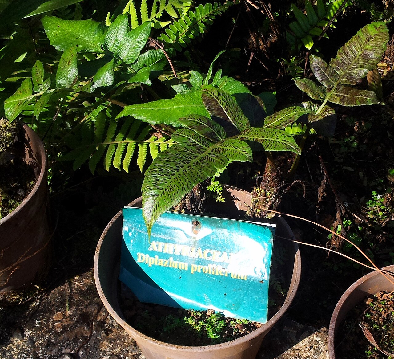 Diplazium proliferum: Diplazium proliferum - Monvert fernery - Mauritius