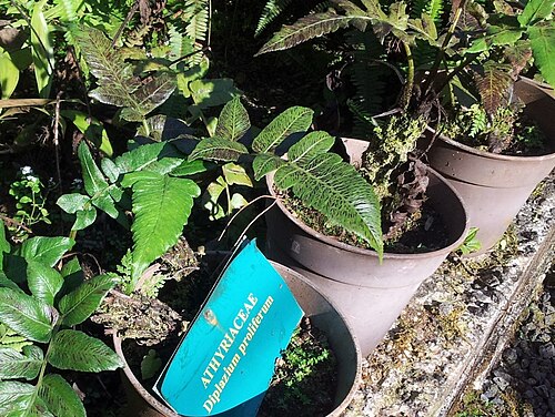 Diplazium proliferum: Diplazium proliferum - Monvert fernery - Mauritius