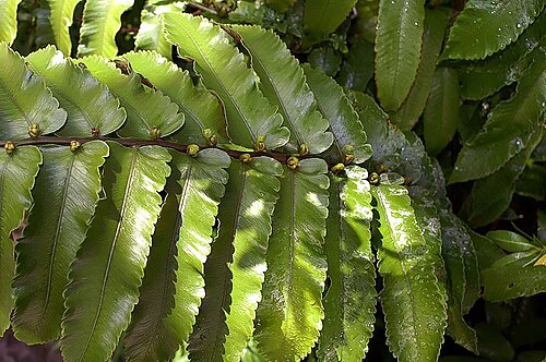 Diplazium proliferum: Location taken: the New York Botanical Garden. Names: Diplazium esculentum (Retz.) Sw., Vegetable Fer Classification: Plantae > Pteridophyta > Polypodiopsida >