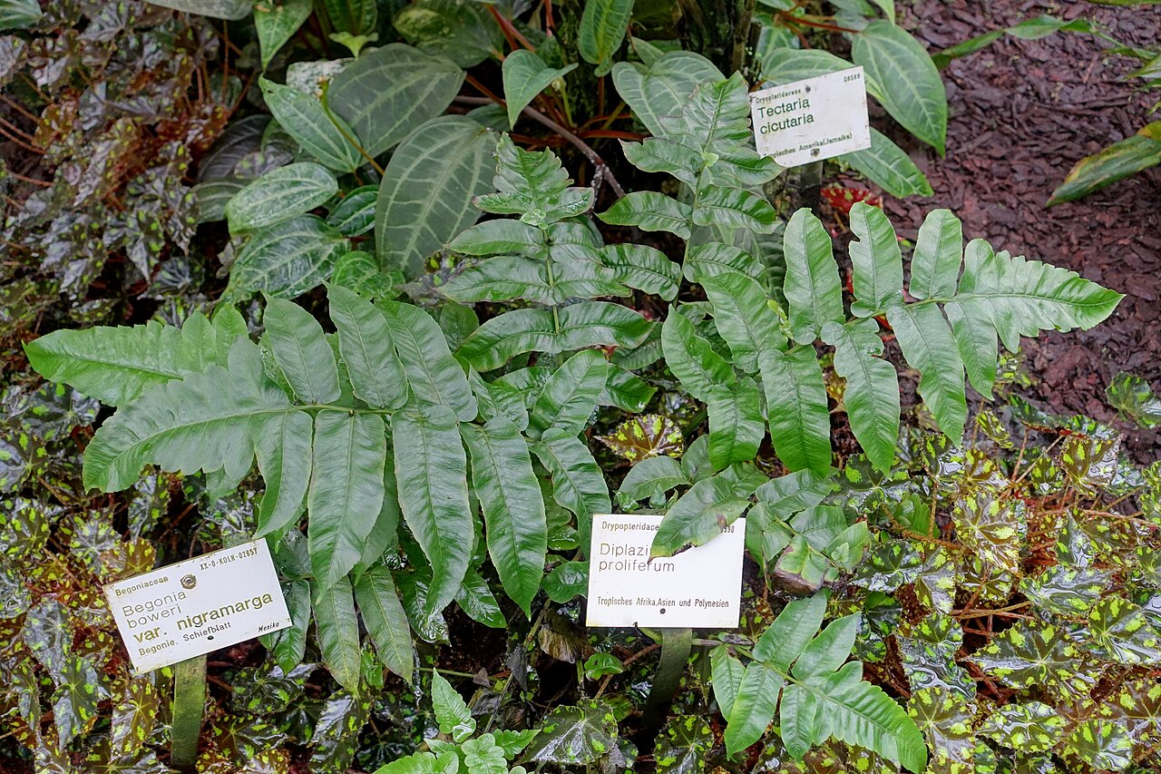 Diplazium proliferum: Botanical specimen in the Flora und Botanischer Garten Köln - Cologne, Germany.