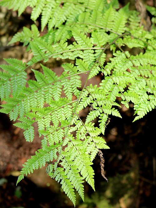Diplazium queenslandicum: Diplazium queenslandicum labelled at the Royal Botanic Gardens Sydney