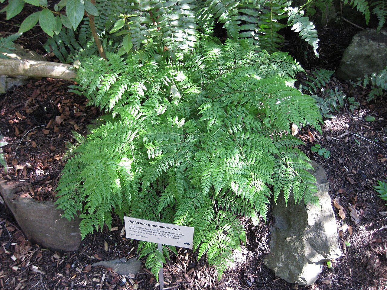 Diplazium queenslandicum: This photo is from Gardenology.org and is available under CC-BY-SA 3.0 license. If you use it, please include attribution to Gardenology.org, with a link if the
