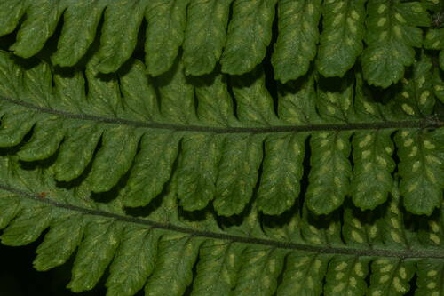 Hawai'i twinsorus fern (Diplazium sandwichianum)