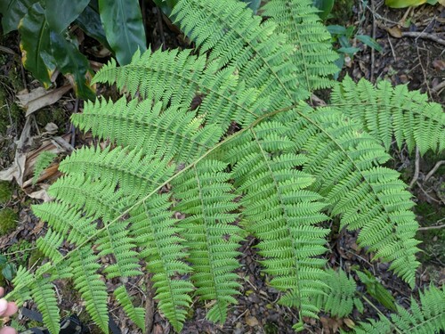 Hawai'i twinsorus fern (Diplazium sandwichianum)
