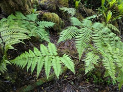 Hawai'i twinsorus fern (Diplazium sandwichianum)