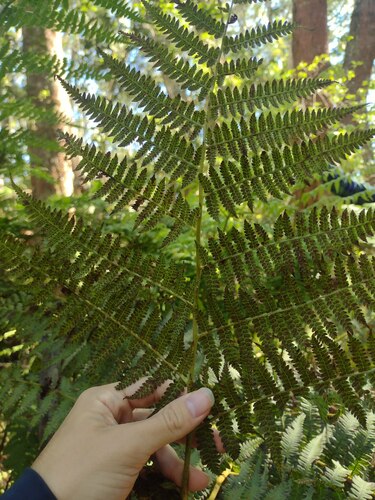 Hawai'i twinsorus fern (Diplazium sandwichianum)