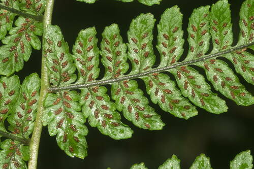 Hawai'i twinsorus fern (Diplazium sandwichianum)