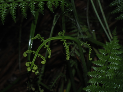 Hawai'i twinsorus fern (Diplazium sandwichianum)