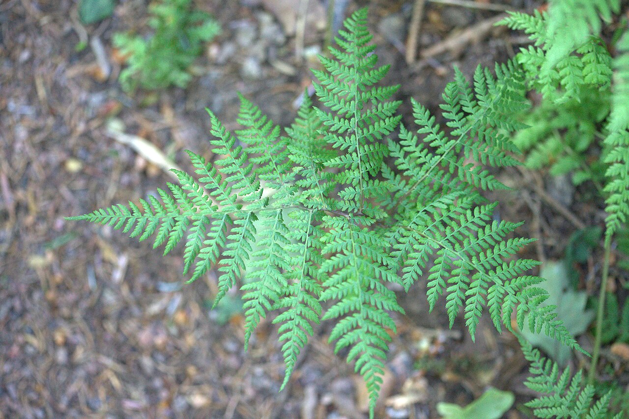 Diplazium sibiricum: Photo taken at Gothenburg botanical garden. Specimen id: 1989-0869 p W Plant collected in 1989 from the wild (H., S. & Z. 89-49).