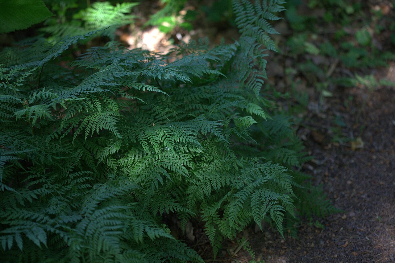 Diplazium sibiricum: Photo taken at Gothenburg botanical garden. Specimen id: 1989-0869 p W Plant collected in 1989 from the wild (H., S. & Z. 89-49).