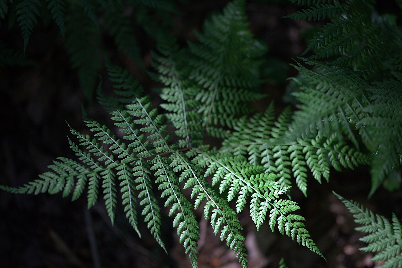 Diplazium sibiricum: Photo taken at Gothenburg botanical garden. Specimen id: 1989-0869 p W Plant collected in 1989 from the wild (H., S. & Z. 89-49).