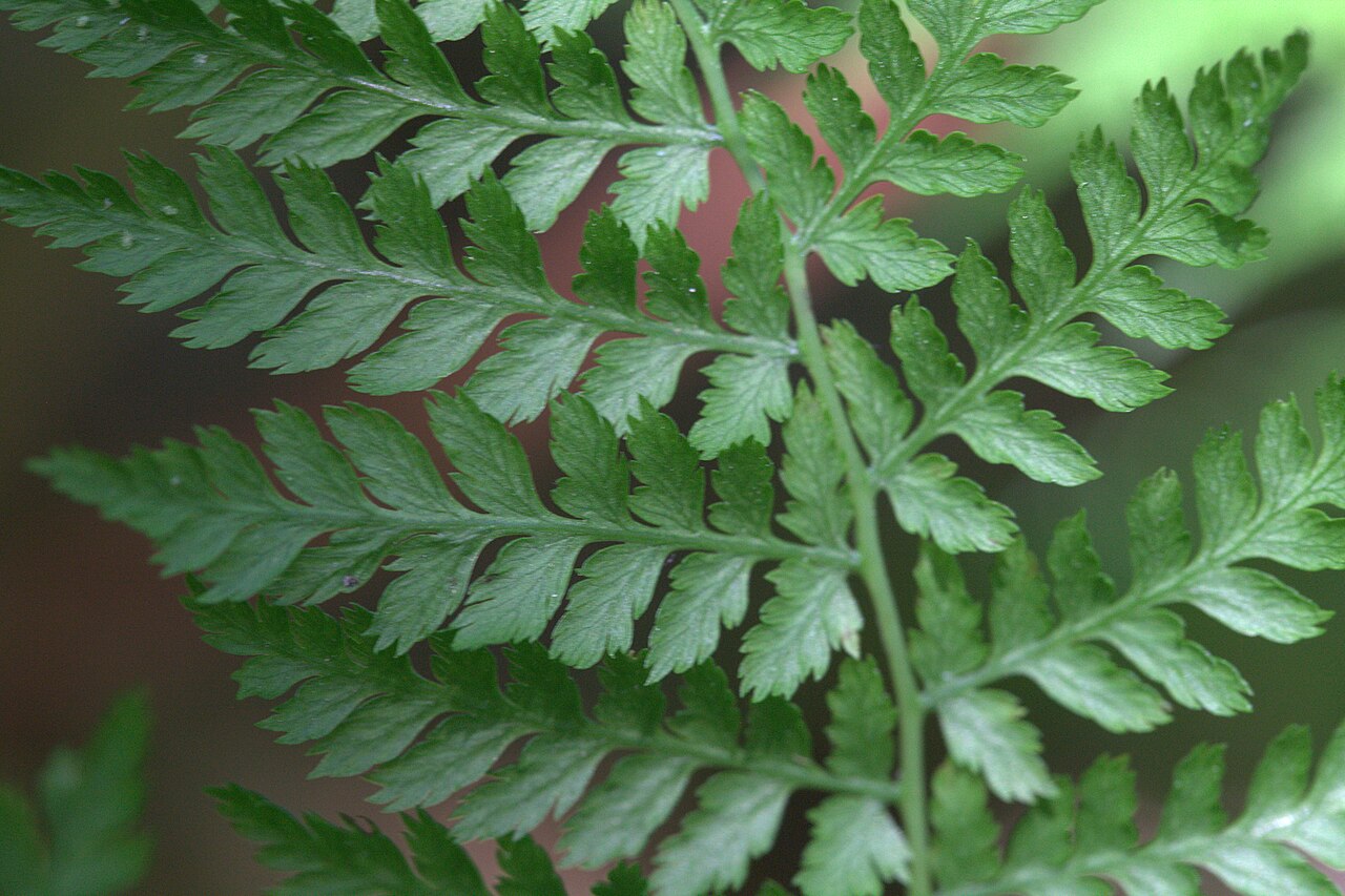 Diplazium sibiricum: Photo taken at Gothenburg botanical garden. Specimen id: 1989-0869 p W Plant collected in 1989 from the wild (H., S. & Z. 89-49).