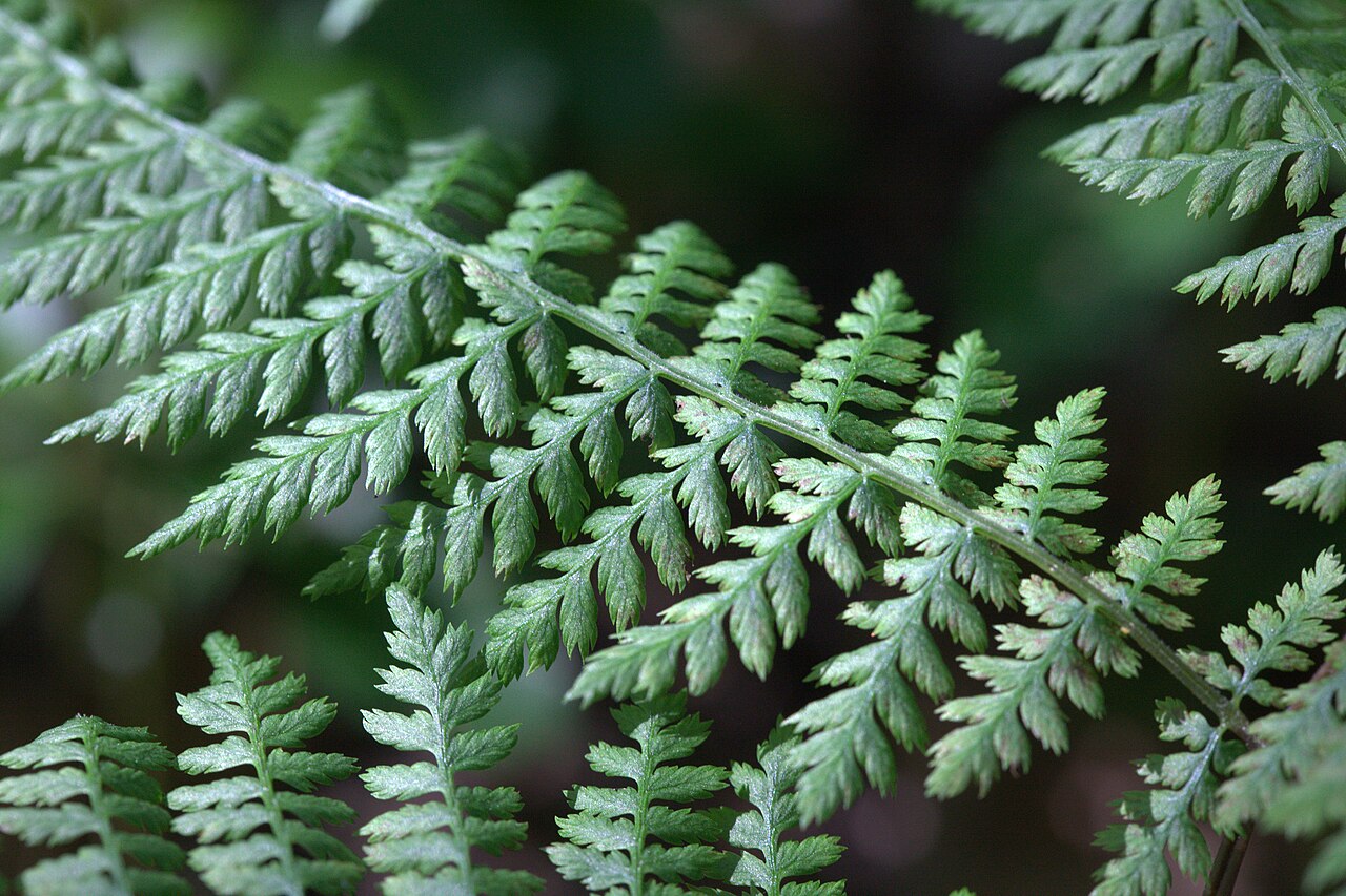 Diplazium sibiricum: Photo taken at Gothenburg botanical garden. Specimen id: 1989-0869 p W Plant collected in 1989 from the wild (H., S. & Z. 89-49).