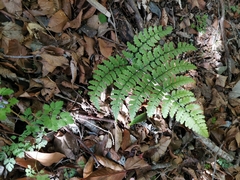 Diplazium squamigerum (Diplazium squamigerum)