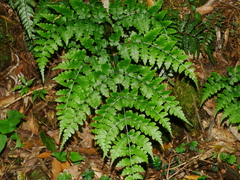 Diplazium squamigerum (Diplazium squamigerum)
