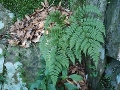 Diplazium squamigerum (Diplazium squamigerum)