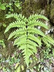 Diplazium squamigerum (Diplazium squamigerum)